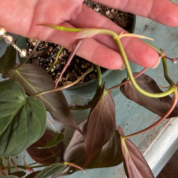 Philodendron Mican’s 6 inch pot - Picture 2 of 4